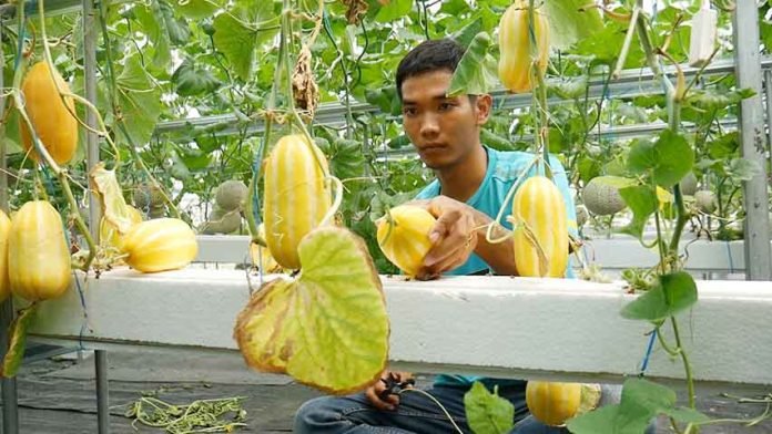 Petani di Kudus Kembangkan Melon Korea Secara Hidroponik, Setahun Bisa